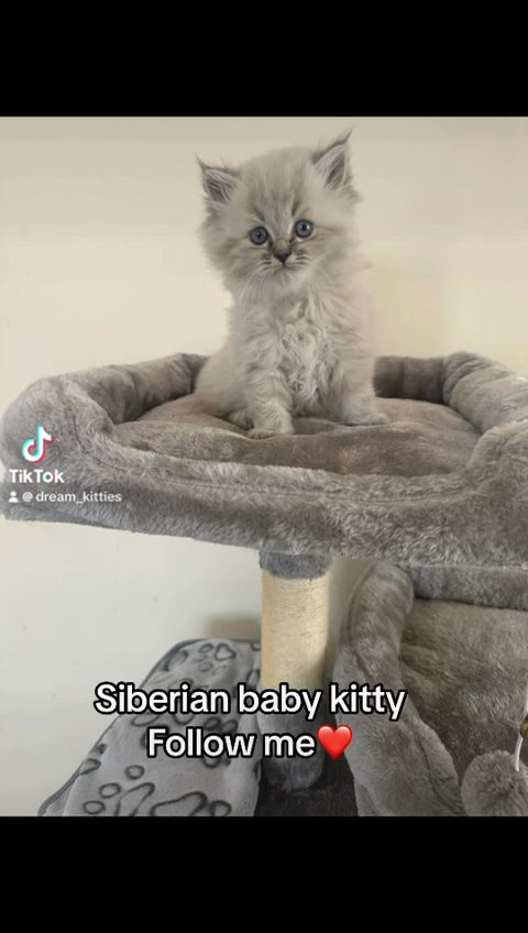 Siberian kitten in Dubai