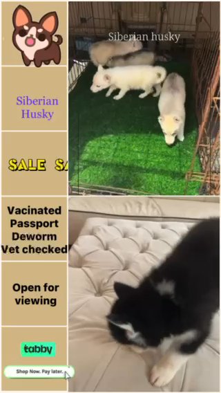 Siberian Husky in Dubai