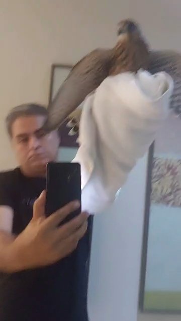 falcon in Dubai
