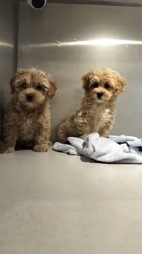 Maltipoo Puppies 🐶 in Dubai