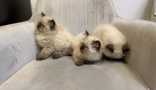 Pure Himalayan Kittens in Sharjah