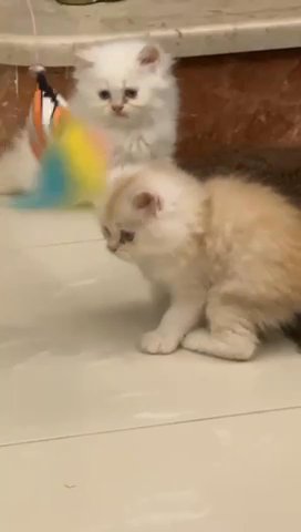 Persian Kittens in Dubai