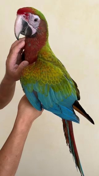 كاليكو مكاو - Calico Macaw in Dubai