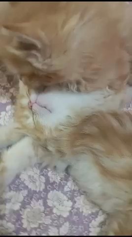 Persian Kittens in Abu Dhabi