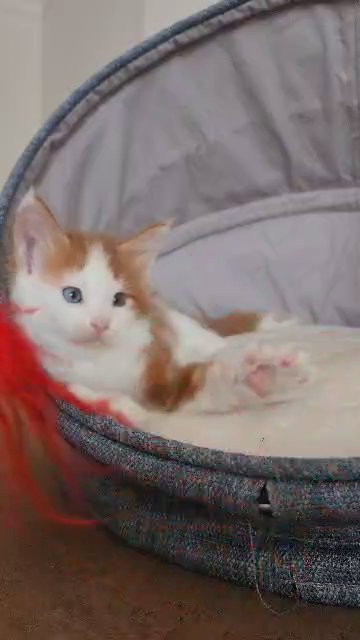 SOLD Luxury Maine coon blue eyes pure breed in Dubai