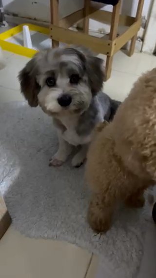 available female havanese 5 mos old grey silver color in Abu Dhabi