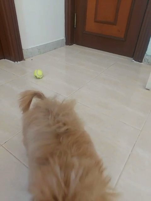 Toy poodle 5months Male in Abu Dhabi