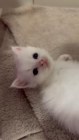 Pure White Persian Kitten in Dubai