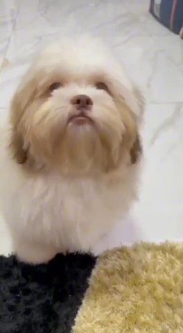 Shihtzu Male With Livernose And Olive Eye Color With Short Leg in Dubai