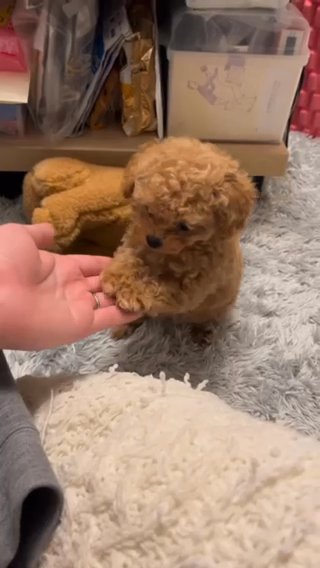 Toy Red Poodle in Dubai