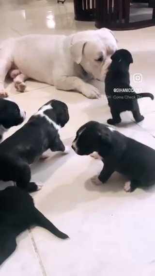 Amarican Bully Puppy 🐶 in Dubai