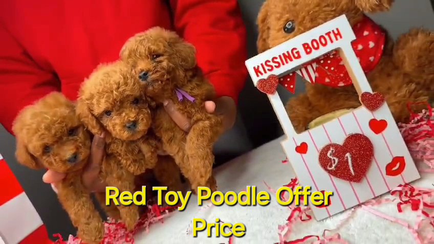 **OFFER PRICE** RED TOY POODLE PURE BREED MALE PUPPIES in Dubai