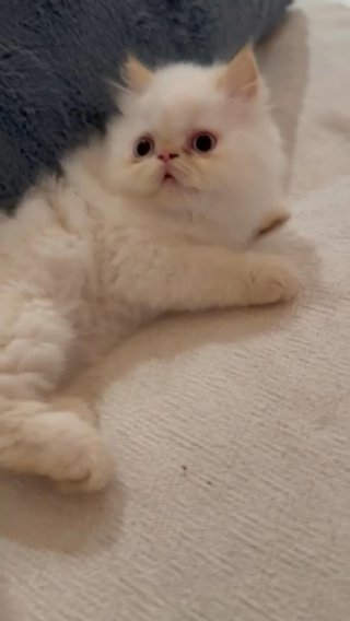 Persian kittens for Sale 🤩 in Dubai