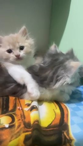 Persian Kittens Male And Female in Dubai