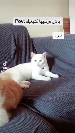 قطة in Ajman