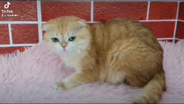 5 years old ny12 Scottish fold castrated male in Dubai