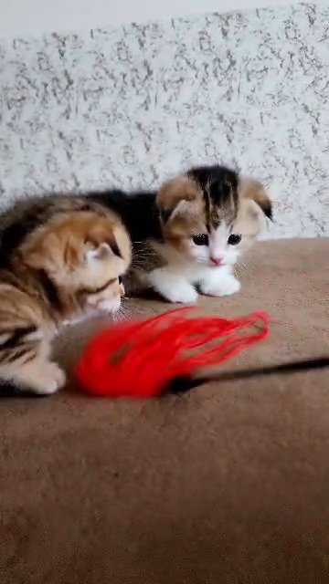 Munchkin fold kittens in Dubai