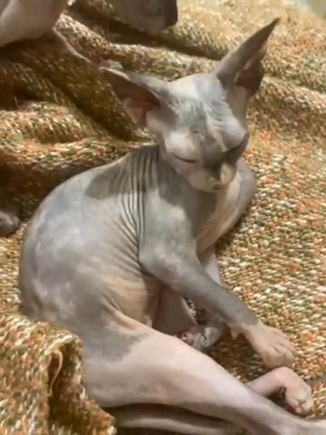 Sphynx CAT SOLD in Dubai