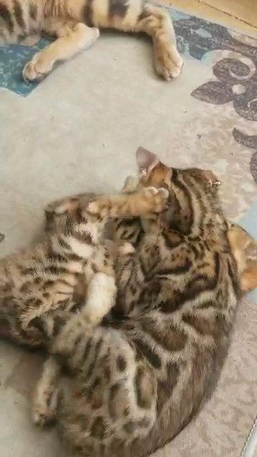 pure Bengal kitten in Dubai