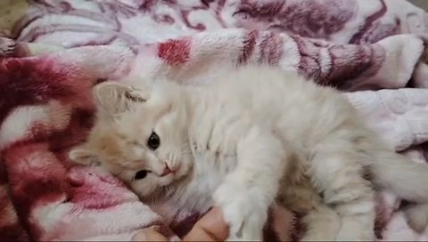Pure Persian Kitten in Abu Dhabi