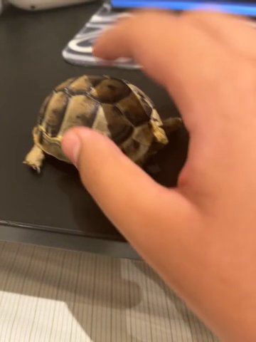 ‏سلحفاة  🐢 turtle in Dubai