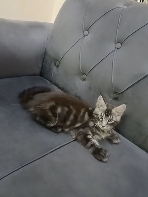 mainecoon in Sharjah