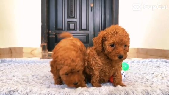 (sold)Toy Poodle in Al Ain