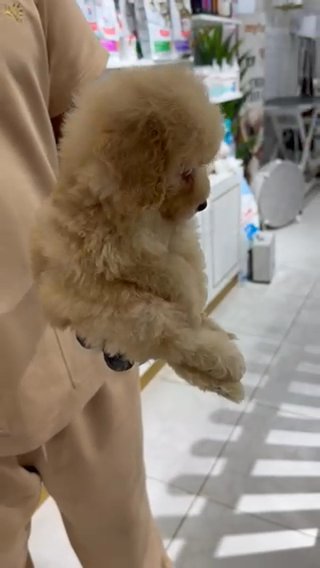 Toy Poodle in Dubai