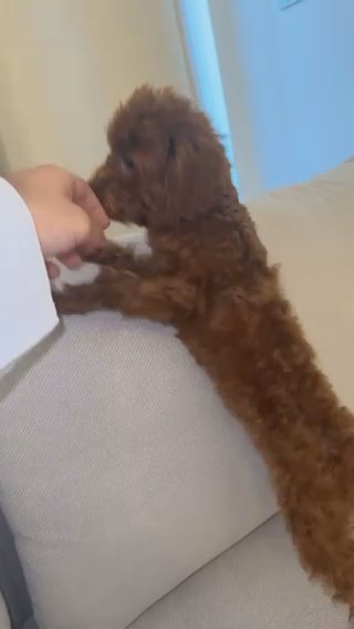 (SOLD)(TOP QUALITY)PURE FEMALE RED TOY POODLE in Dubai