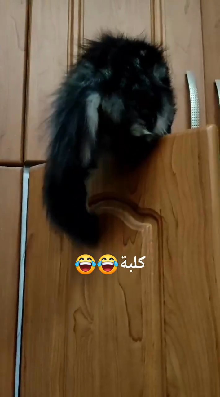 Asad in Dubai