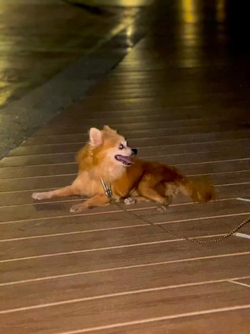 A beautiful dog (German Spitz) in Dubai