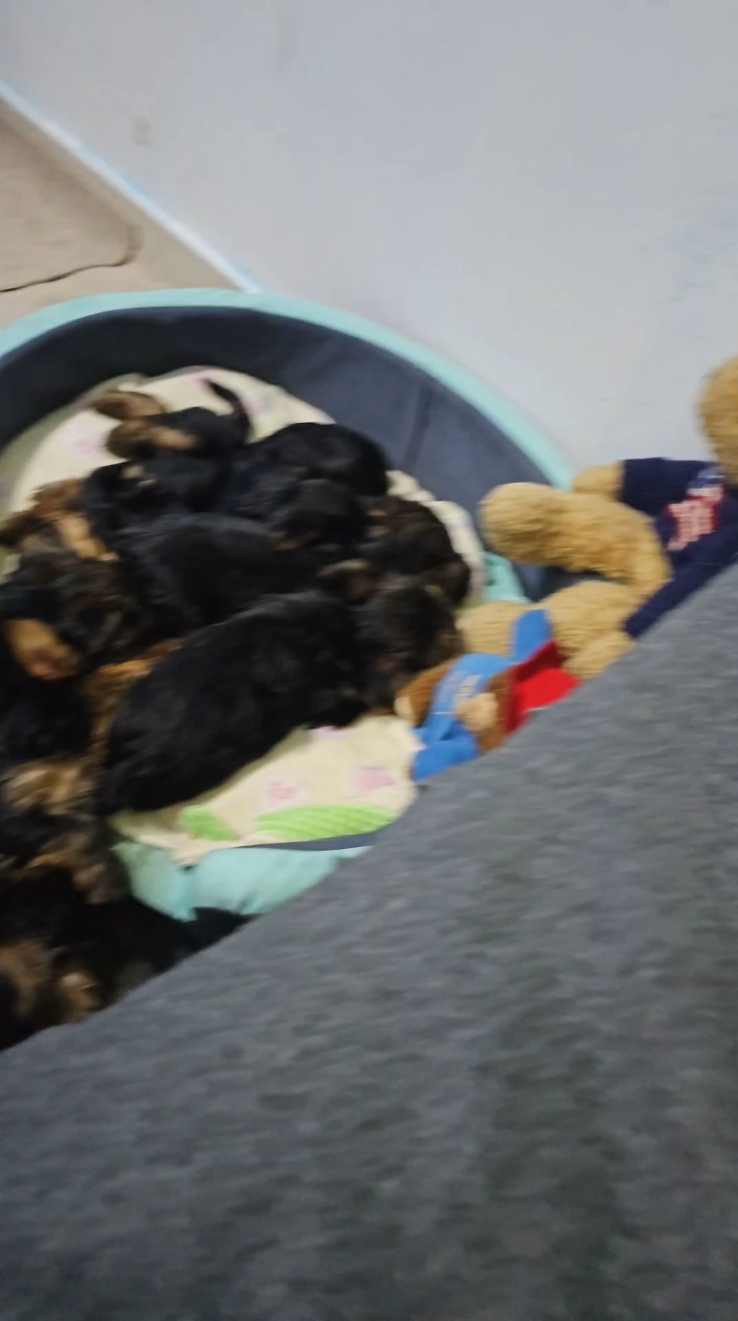 Yorkshire Terrier in Dubai