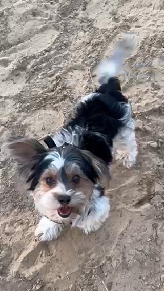 Biewer Yorkshire Terrier For Mating in Dubai