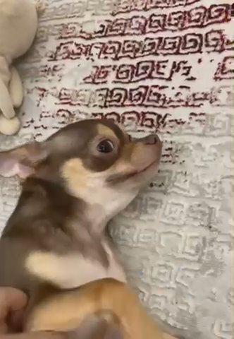 { SOLD } Chihuahua brown and tan Color in Dubai