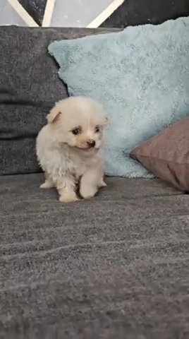 Sold Maltipoo. ✅ in Dubai