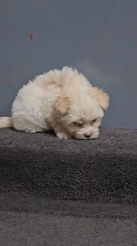 Sold Toy Maltipoo ✅ in Dubai