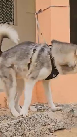 Sold Husky ✅ in Dubai