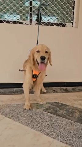 Sold Golden Retriever ✅ in Dubai