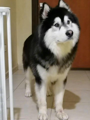 Sold. Alaskqn Malamute ✅ in Dubai