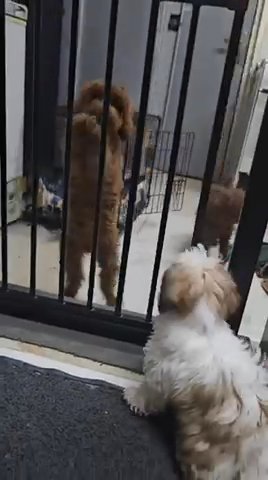 Sold Shih Tzu ✅ in Dubai