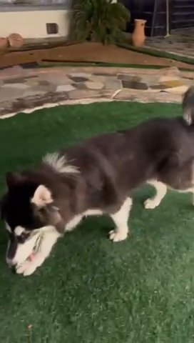 Sold alaskan malamute. ✅ in Dubai