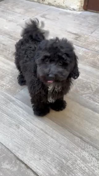 Toy Poodle in Dubai