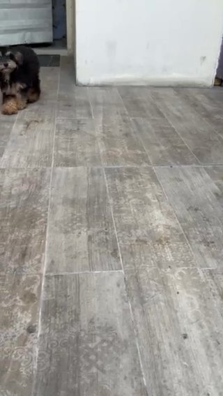 Toy Poodle in Dubai