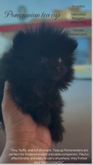 Pomeranian Tea Cup in Dubai