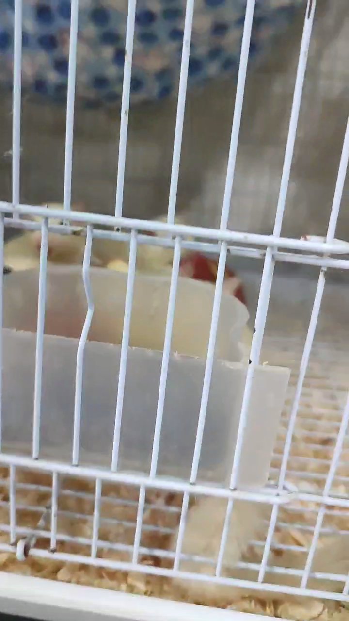 mosaic sugar glider in Dubai