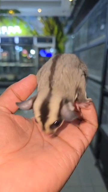 sugar glider in Dubai