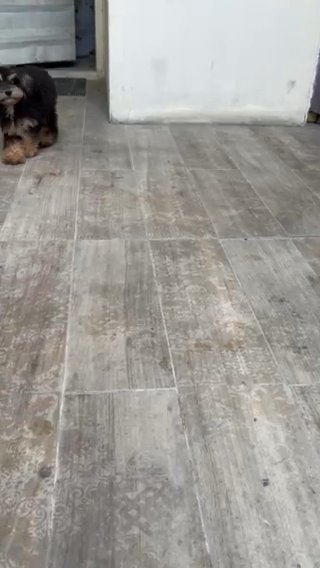 Toy Poodle in Dubai