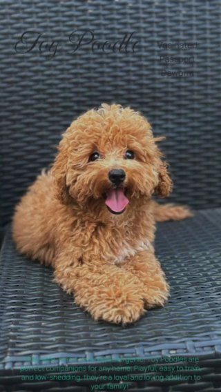 Toy Poodle in Dubai