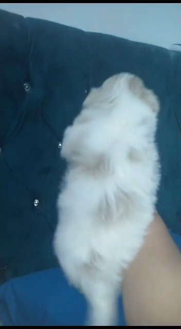 hawenese puppies in Sharjah
