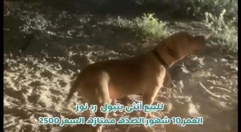 pitbull female 10 month for sell in Dubai